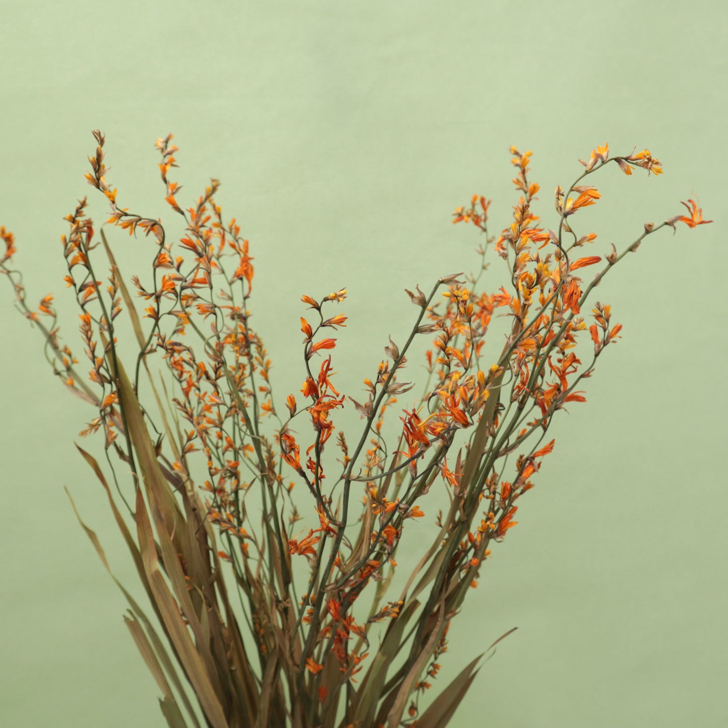 Dried Renanthera