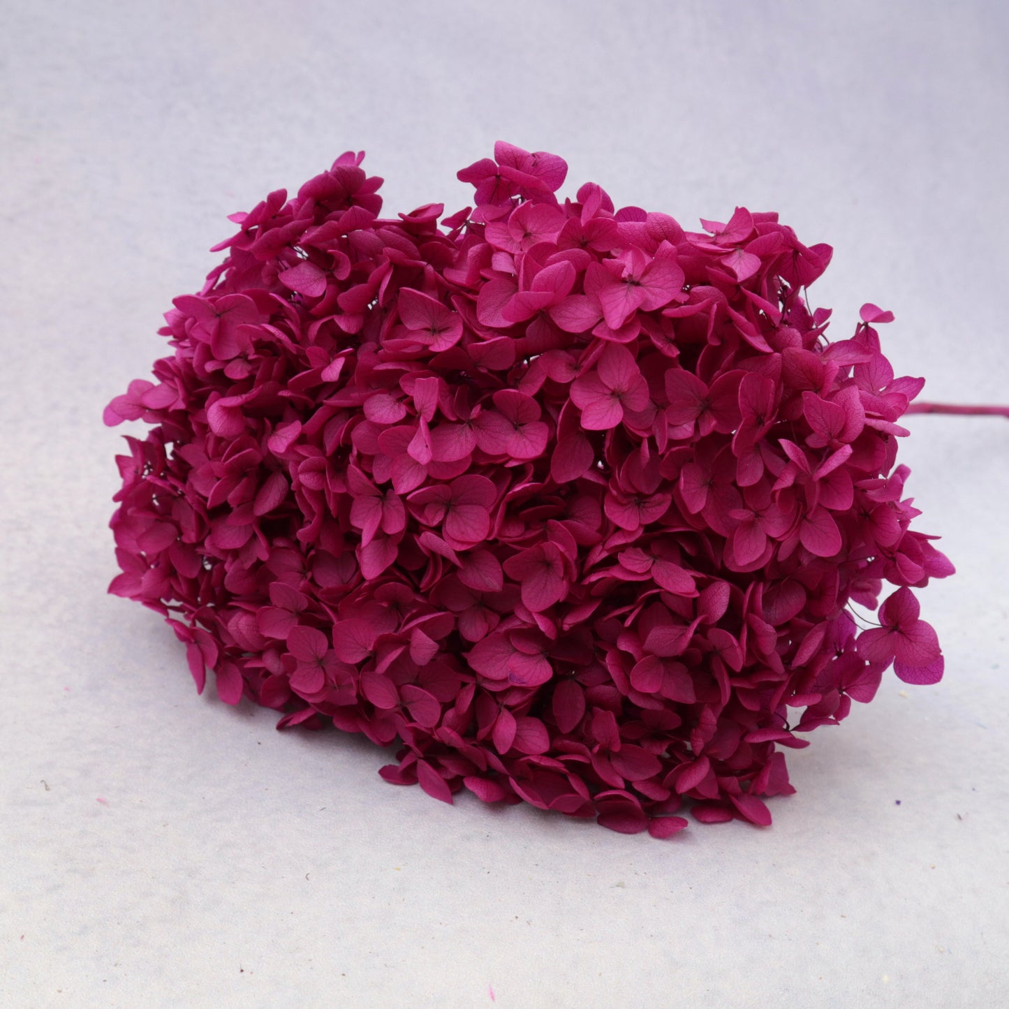 Annabelle Hydrangea Magenta