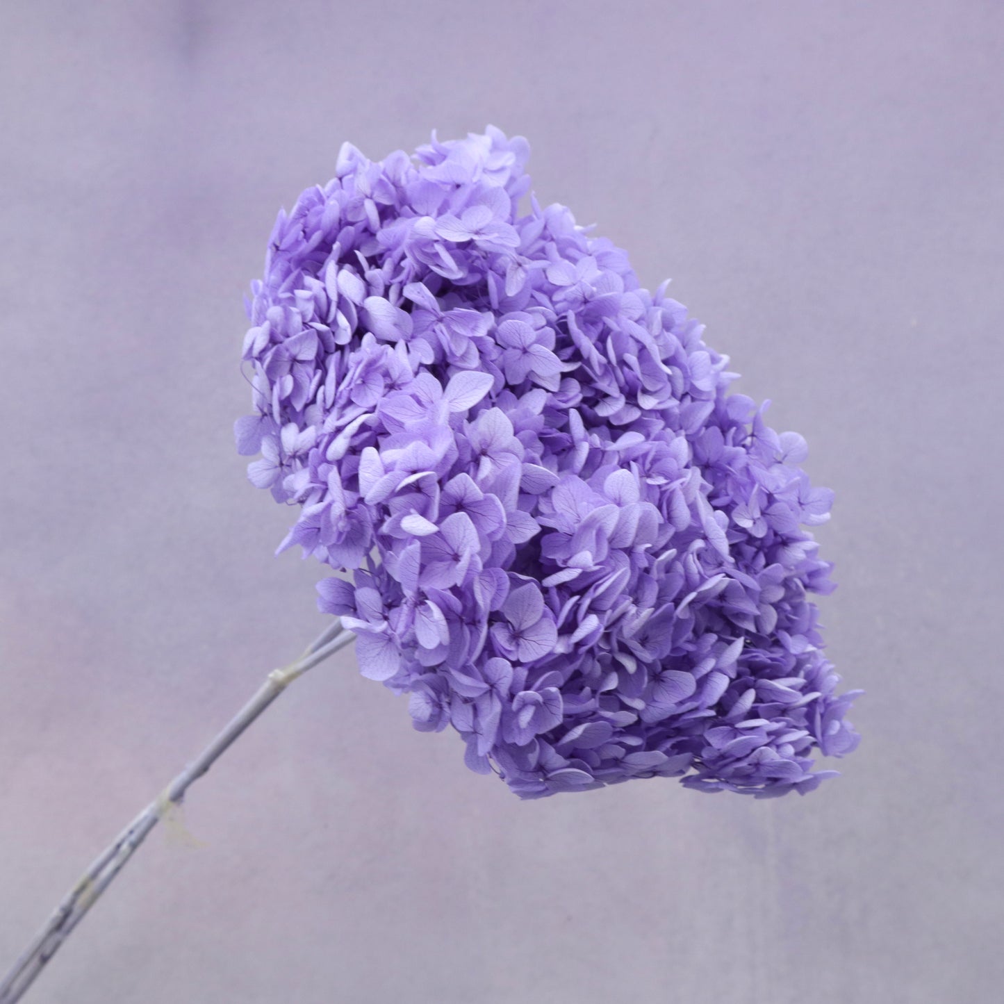 Annabelle Hydrangea Lilac