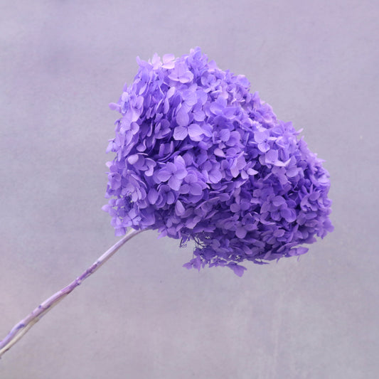 Annabelle Hydrangea Gradient Creamy Purple