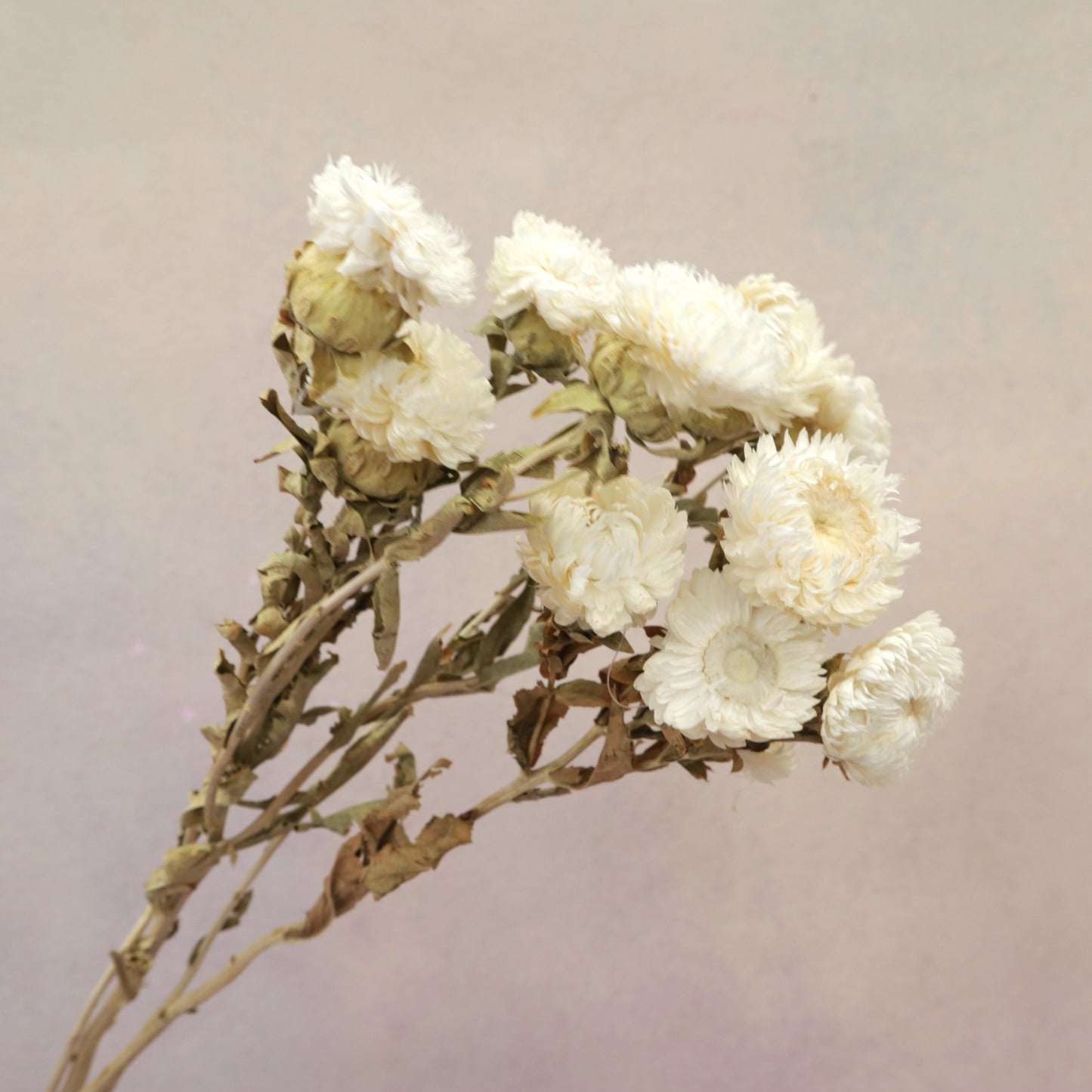 Preserved Strawflowers White