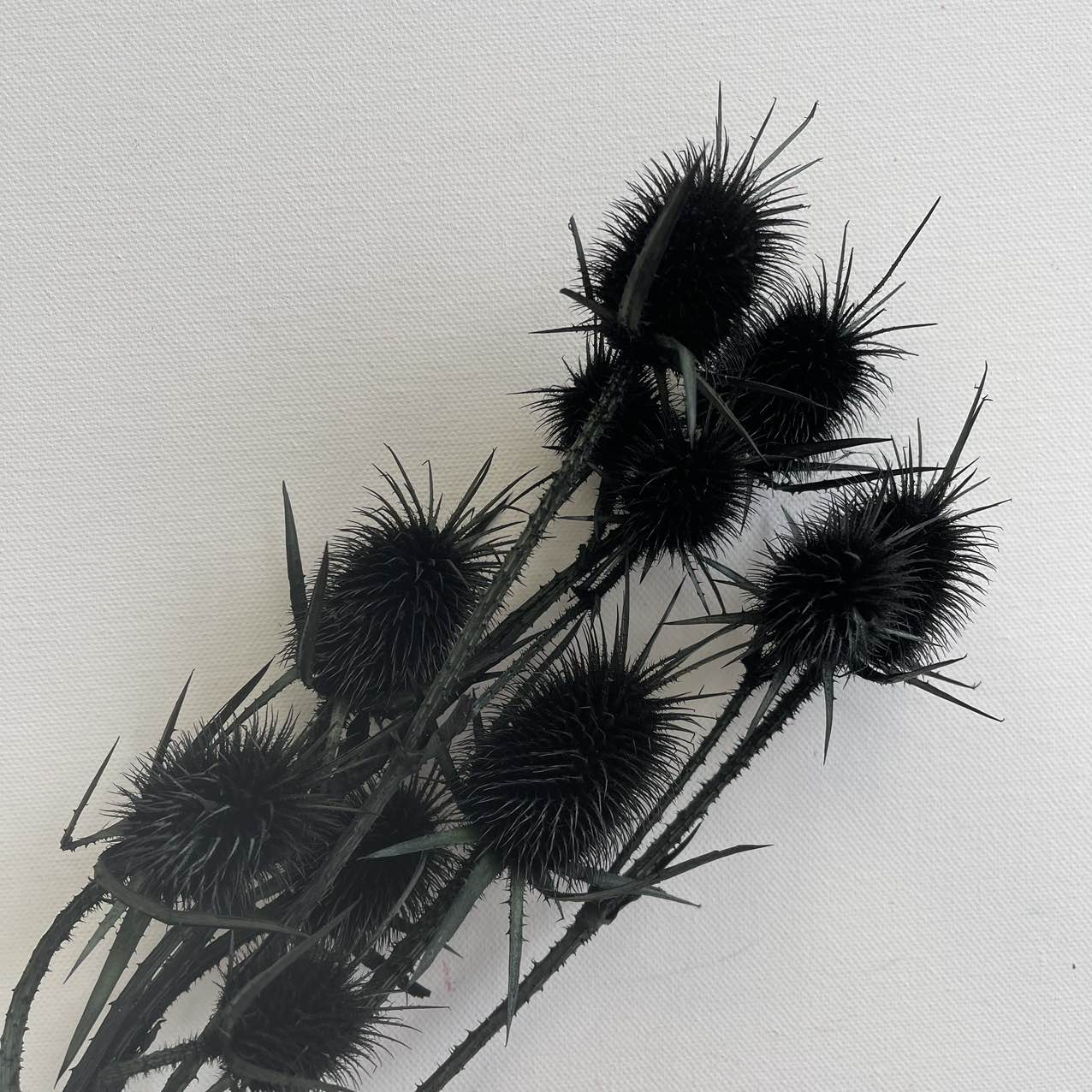 Thistle Black